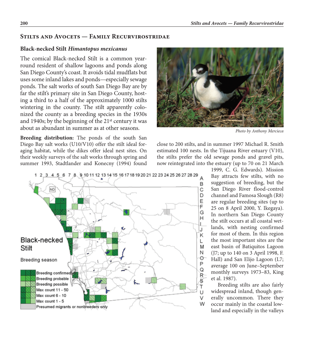 Stilts and Avocets — Family Recurvirostridae