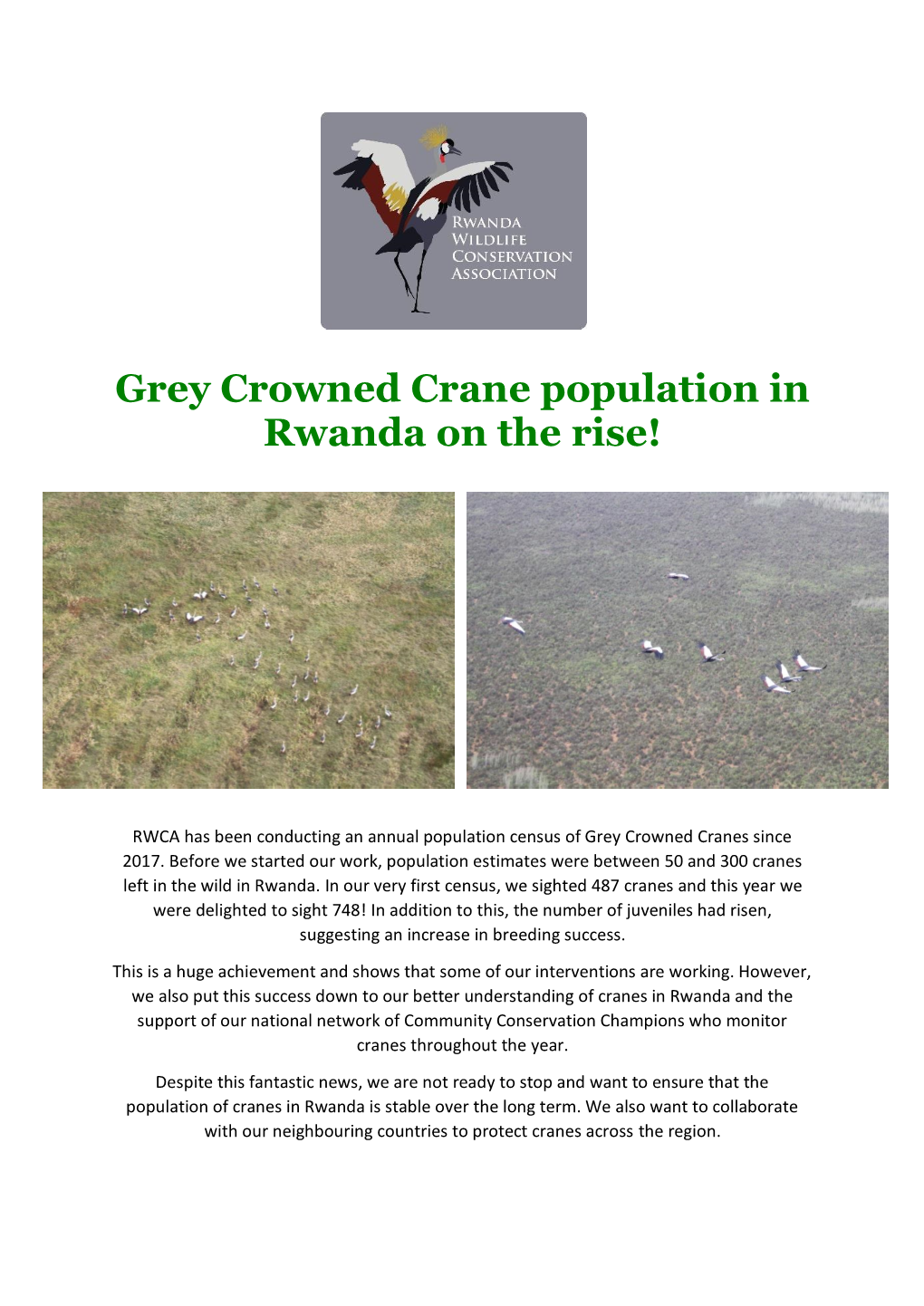 Grey Crowned Crane Population in Rwanda on the Rise!