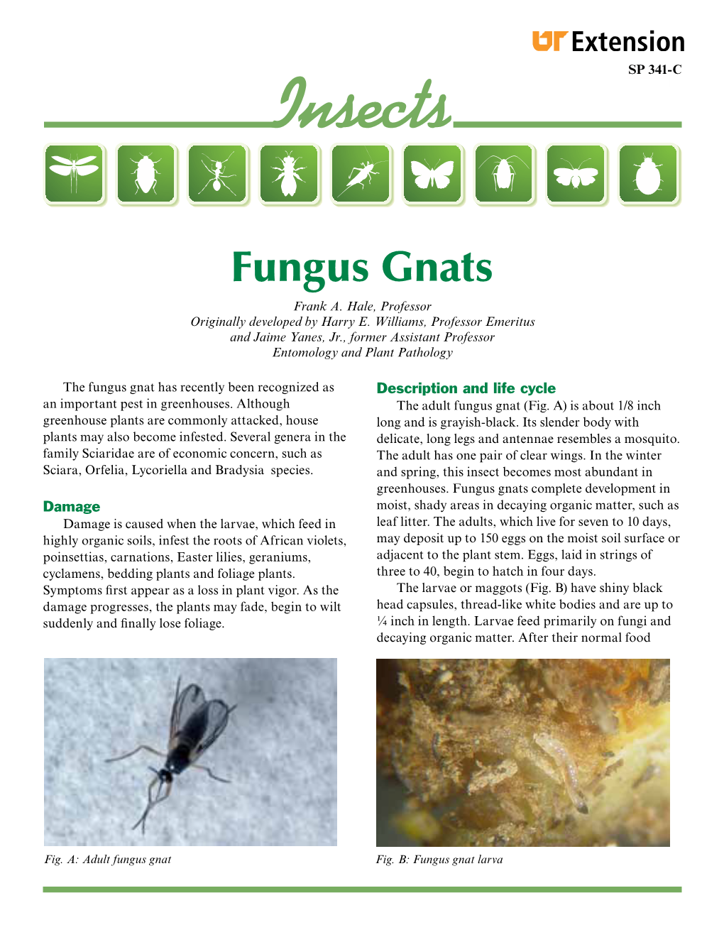 Insect Fungus Gnats