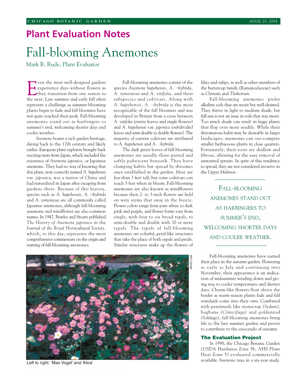 Fall-Blooming Anemones Mark R