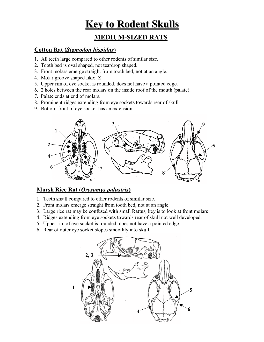 Key to Rodent Skulls MEDIUM-SIZED RATS Cotton Rat (Sigmodon Hispidus) 1