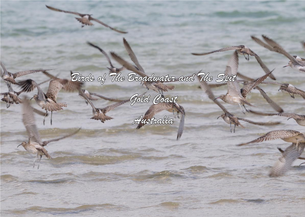 Broadwater Birds Are Found Carter Bank: This Bank Is North of Wavebreak Island