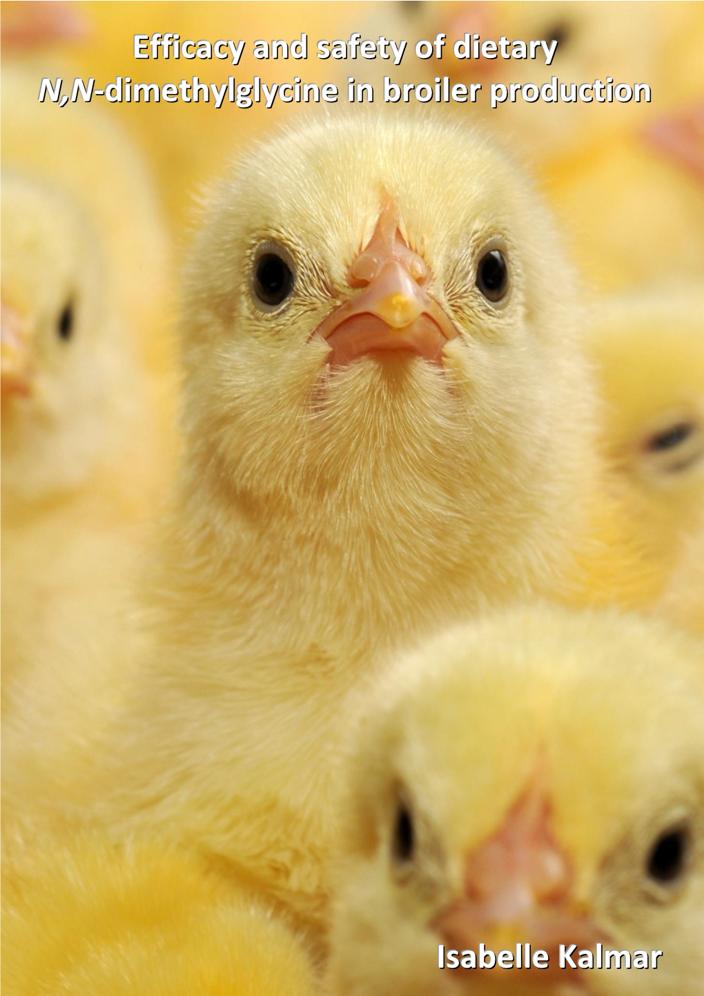 Efficacy and Safety of Dietary N,N-Dimethylglycine in Broiler Production Isabelle Kalmar