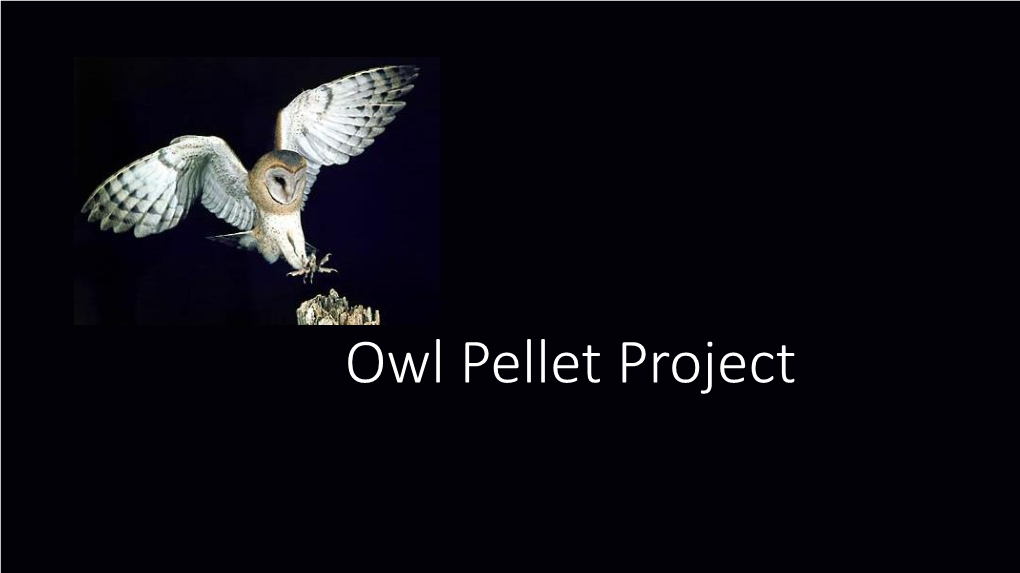 Owl Pellet Project Review