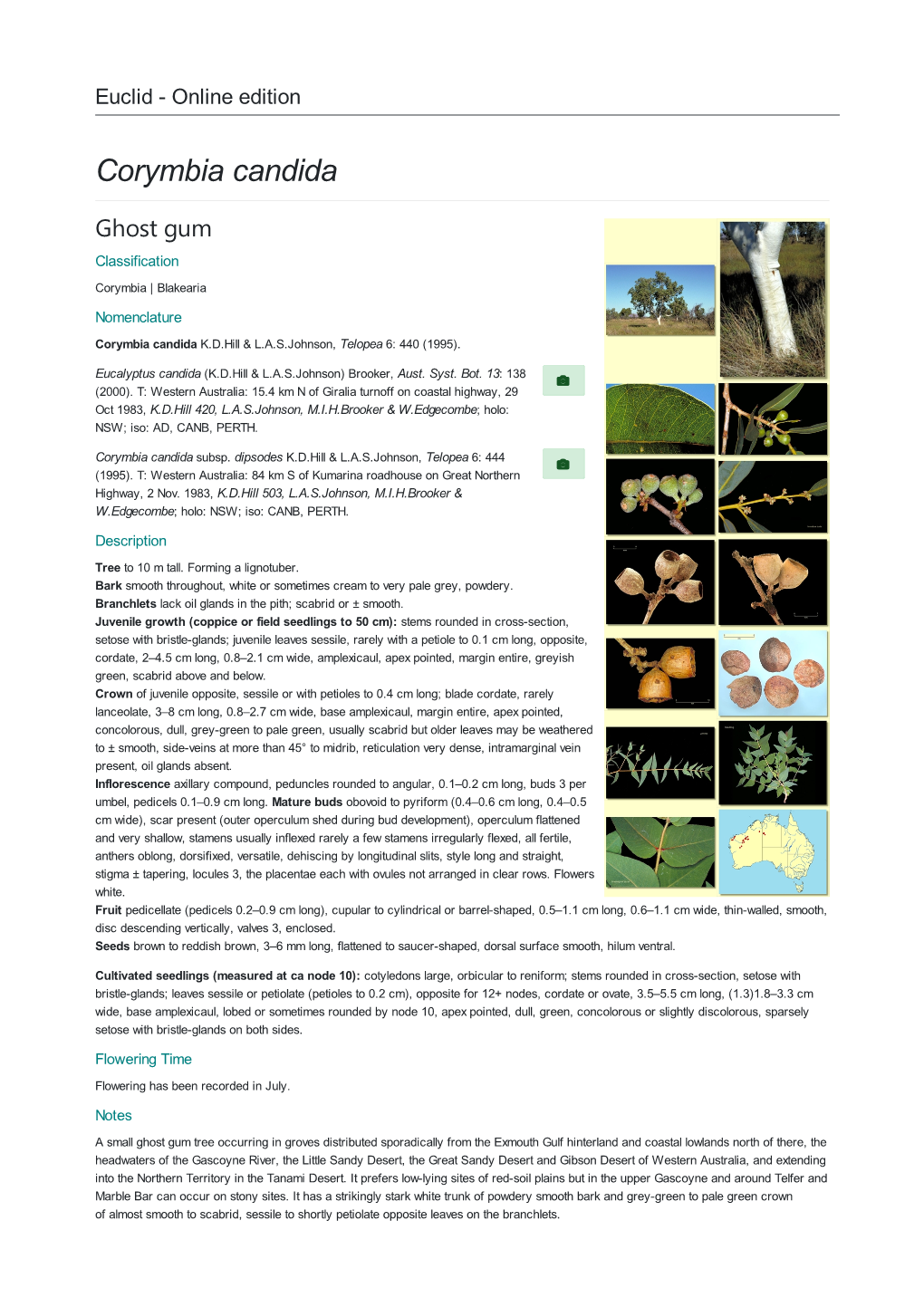 Corymbia Candida Ghost Gum Classification Corymbia | Blakearia Nomenclature Corymbia Candida K.D.Hill & L.A.S.Johnson, Telopea 6: 440 (1995)