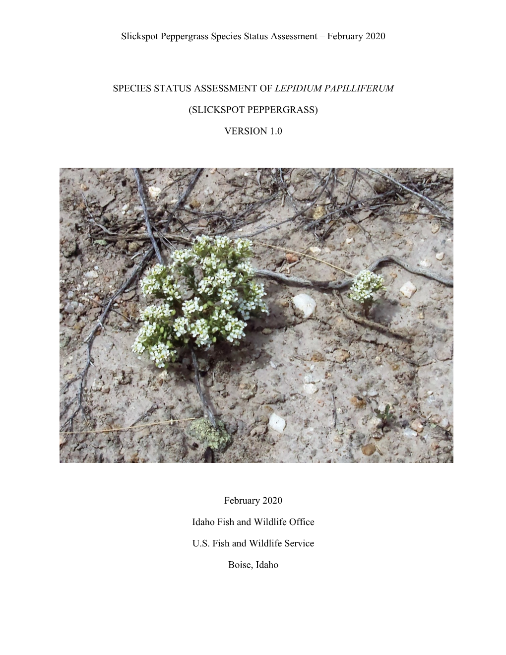 Slickspot Peppergrass Species Status Assessment – February 2020