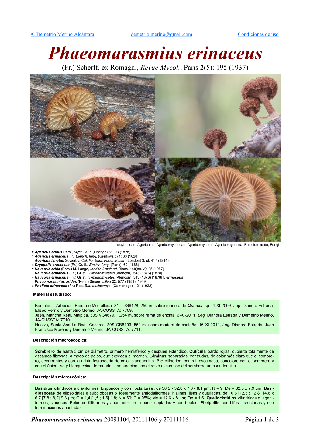 Phaeomarasmius Erinaceus Phaeomarasmius