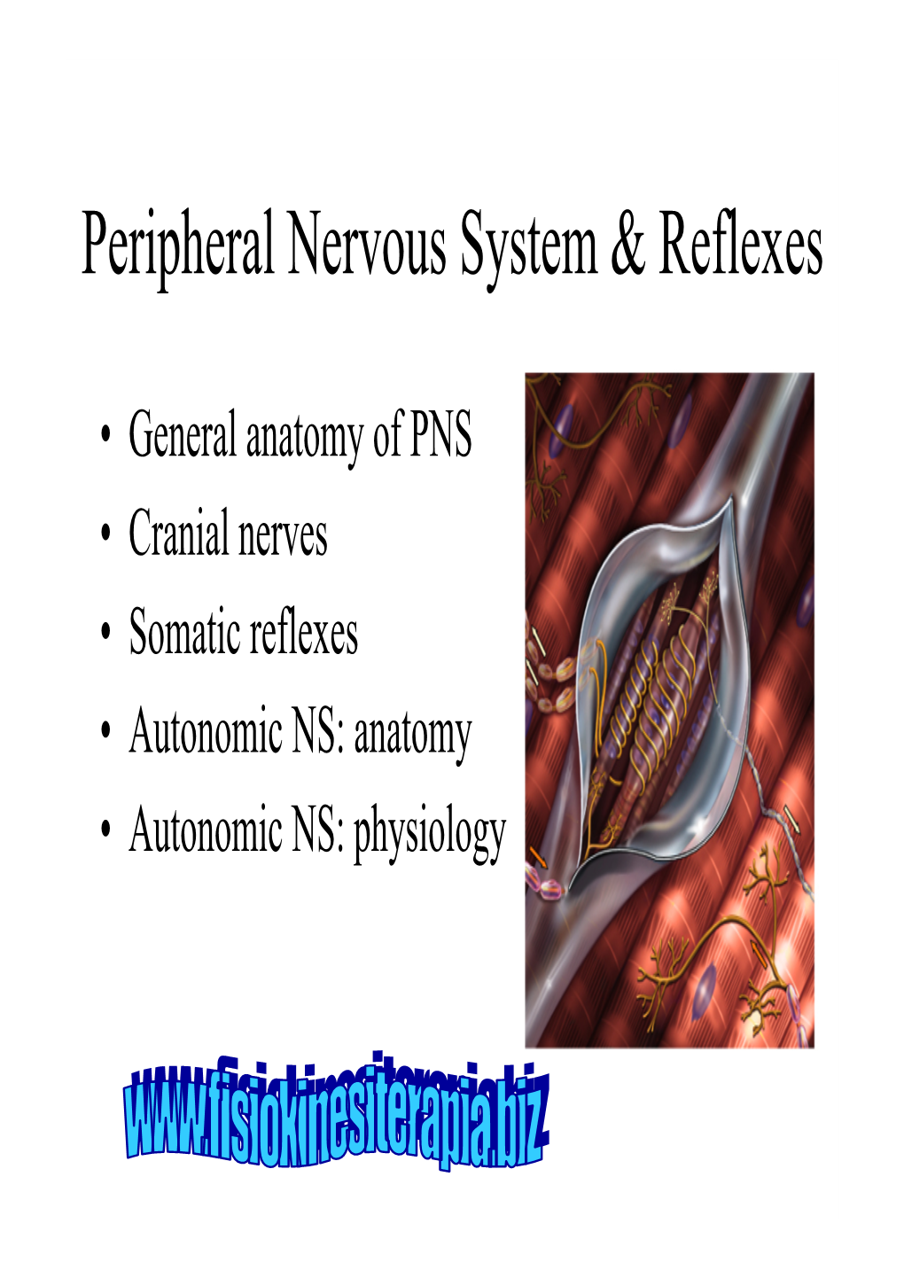 Peripheral Nervous System & Reflexes