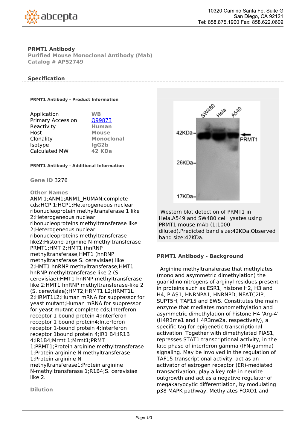 PRMT1 Antibody Purified Mouse Monoclonal Antibody (Mab) Catalog # AP52749