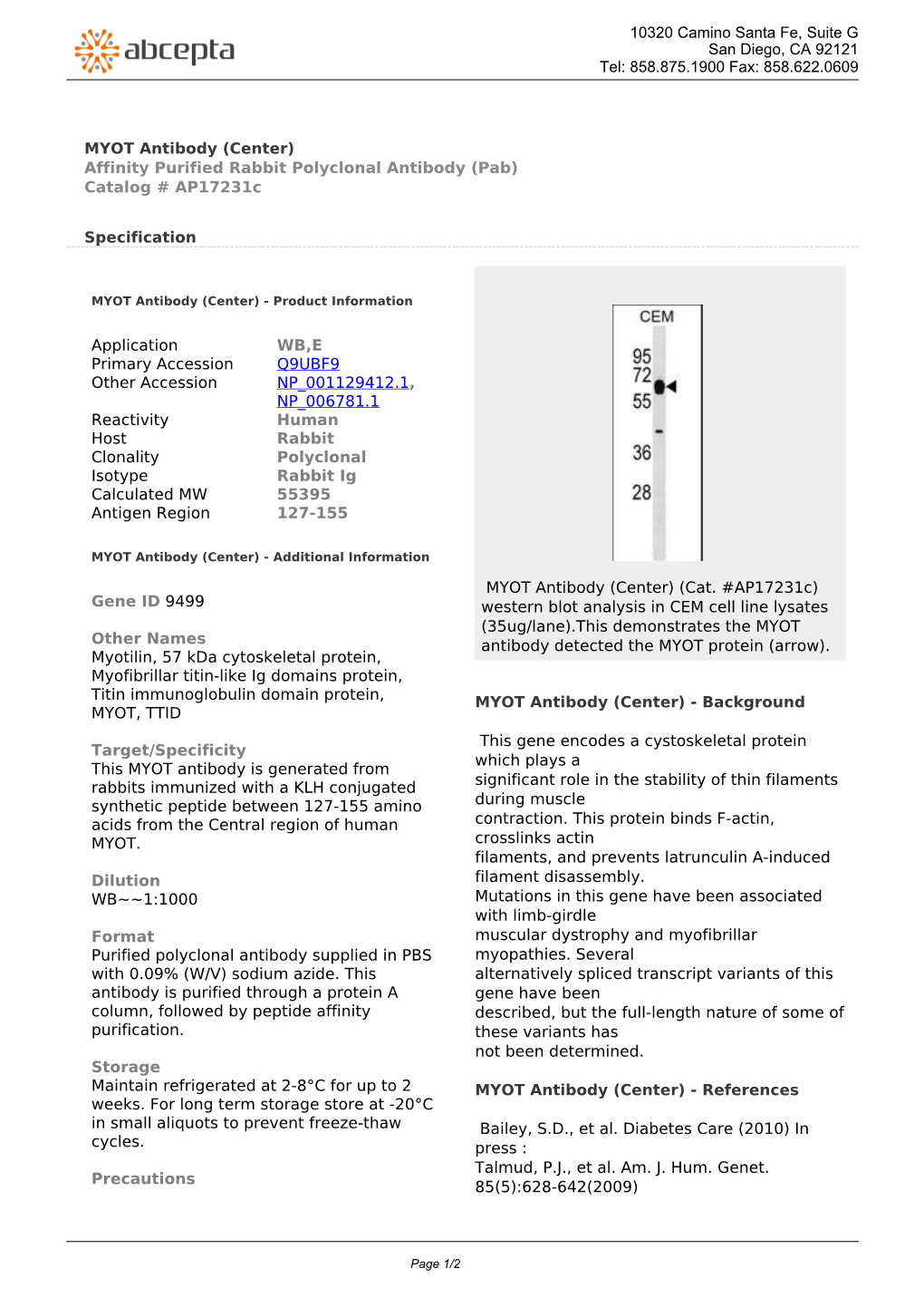 MYOT Antibody (Center) Affinity Purified Rabbit Polyclonal Antibody (Pab) Catalog # Ap17231c