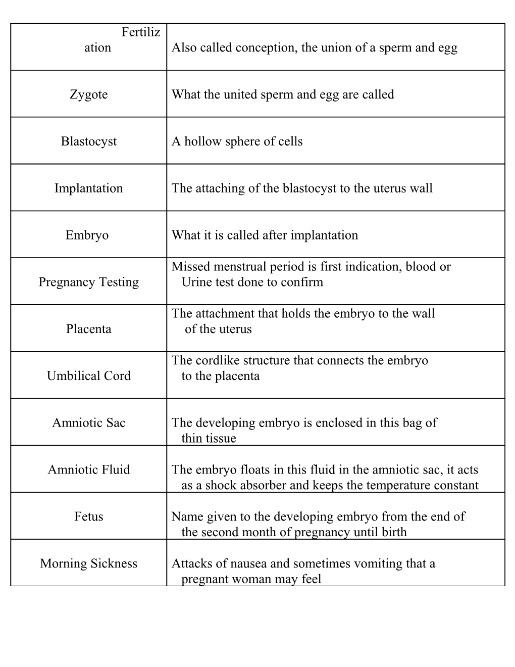 Umbilical Cord