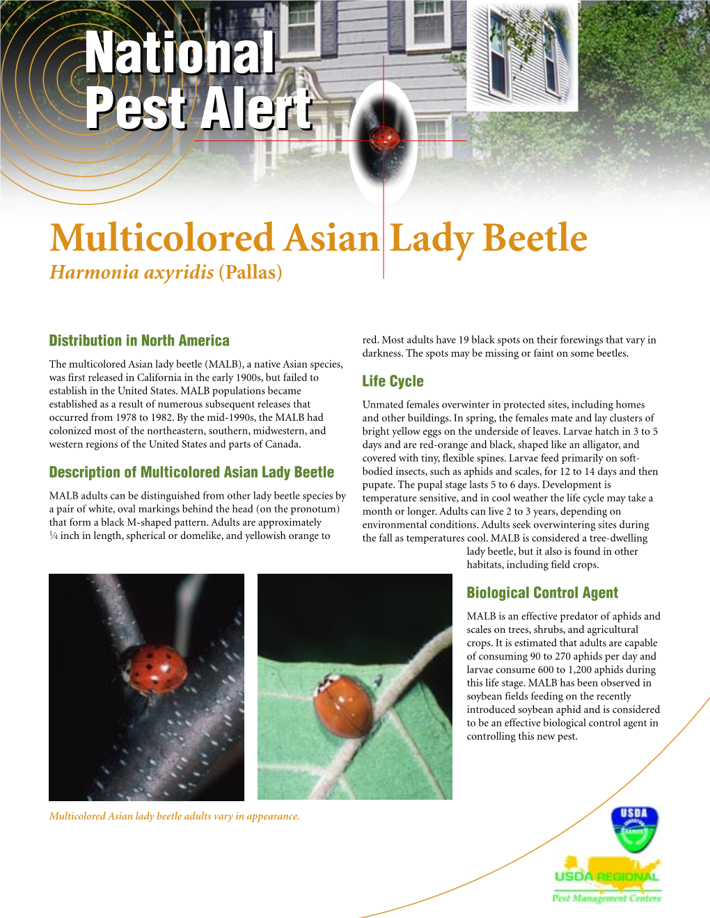 Multicolored Asian Lady Beetle Harmonia Axyridis (Pallas)