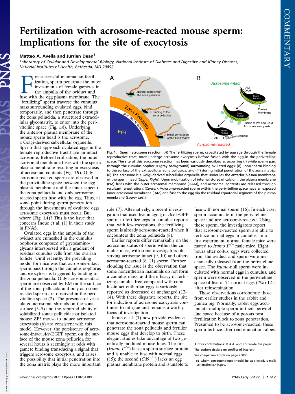 Fertilization with Acrosome-Reacted Mouse Sperm: Implications for the Site of Exocytosis