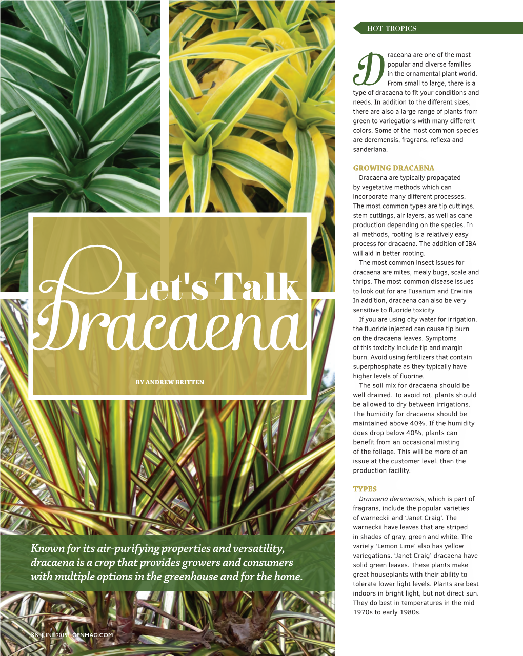 Let's Talk Dracaena