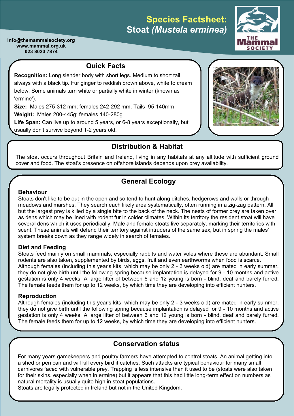 Species Factsheet: Stoat (Mustela Erminea) Info@Themammalsociety.Org 023 8023 7874