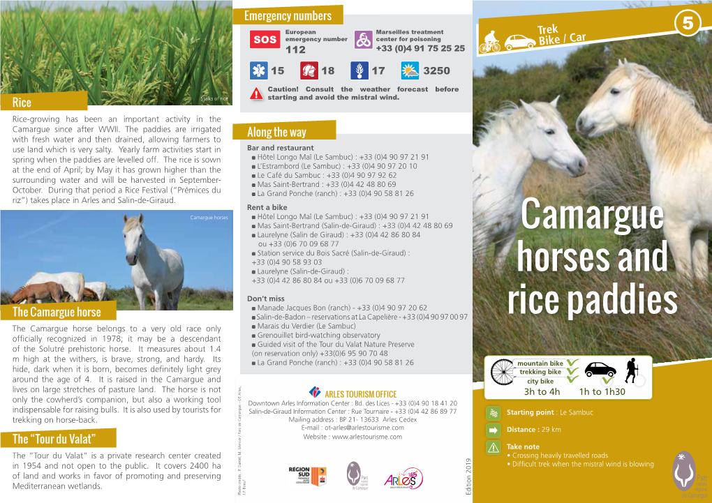 Camargue Horses and Rice Paddies
