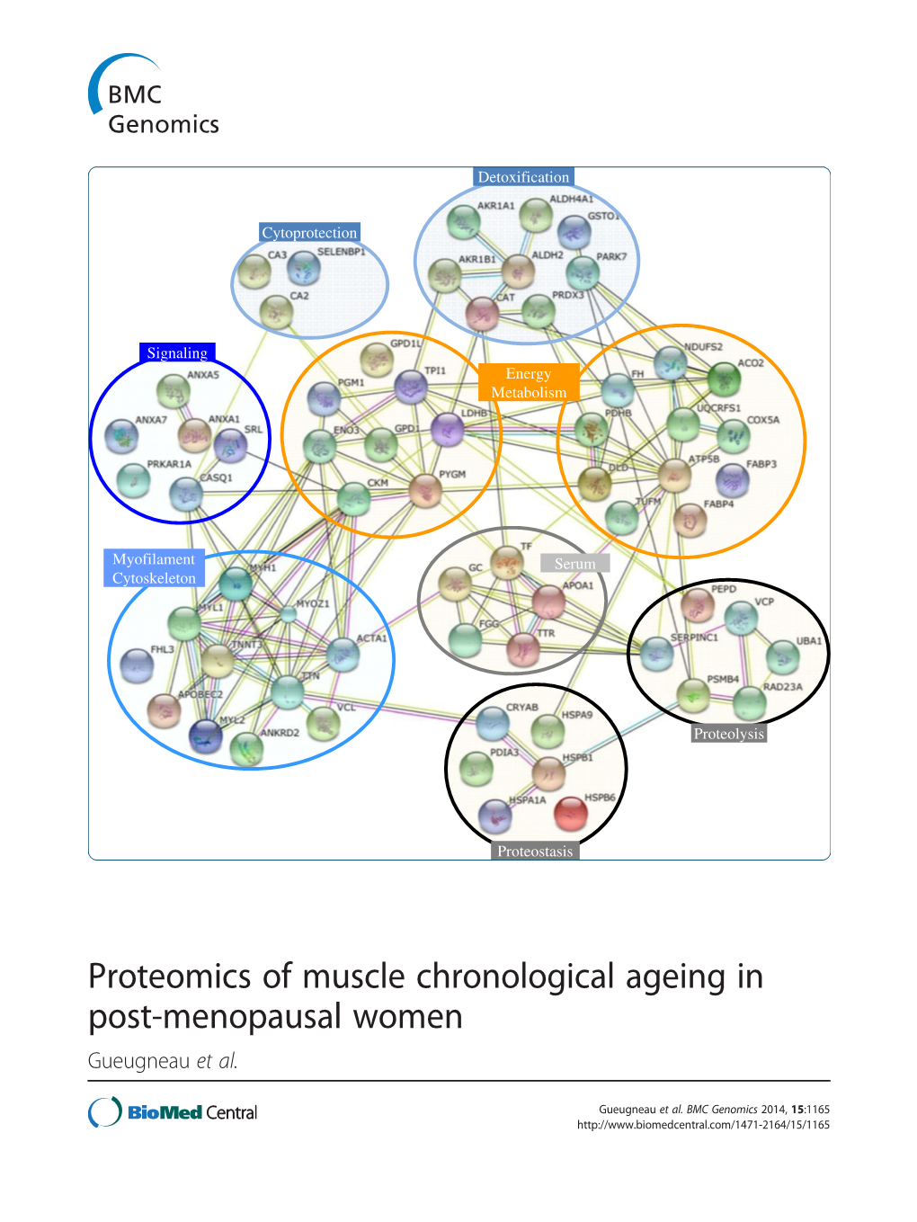 Proteomics of Muscle Chronological Ageing in Post-Menopausal Women Gueugneau Et Al