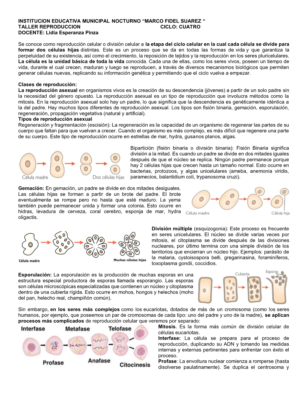 TALLER REPRODUCCION CICLO: CUATRO DOCENTE: Lidia Esperanza Pinza