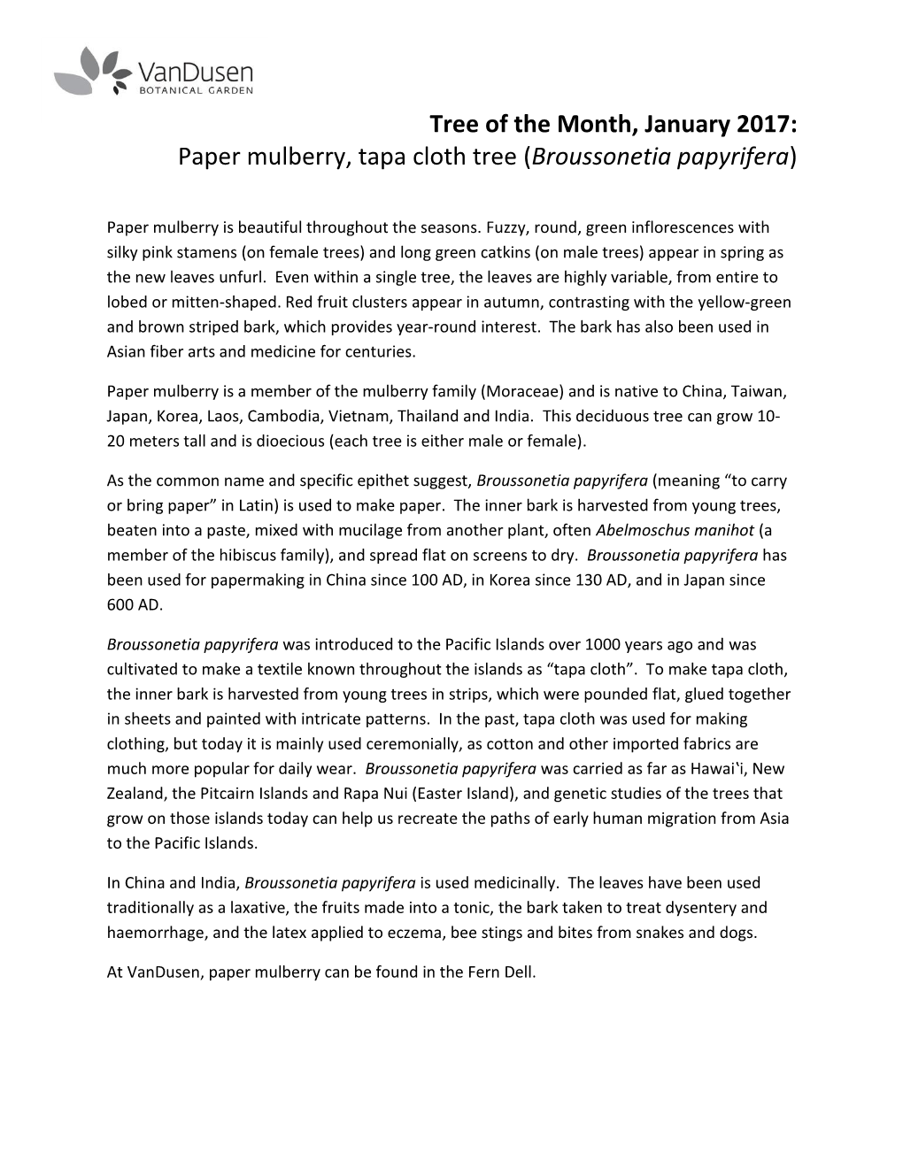 Tree of the Month, January 2017: Paper Mulberry, Tapa Cloth Tree (Broussonetia Papyrifera)