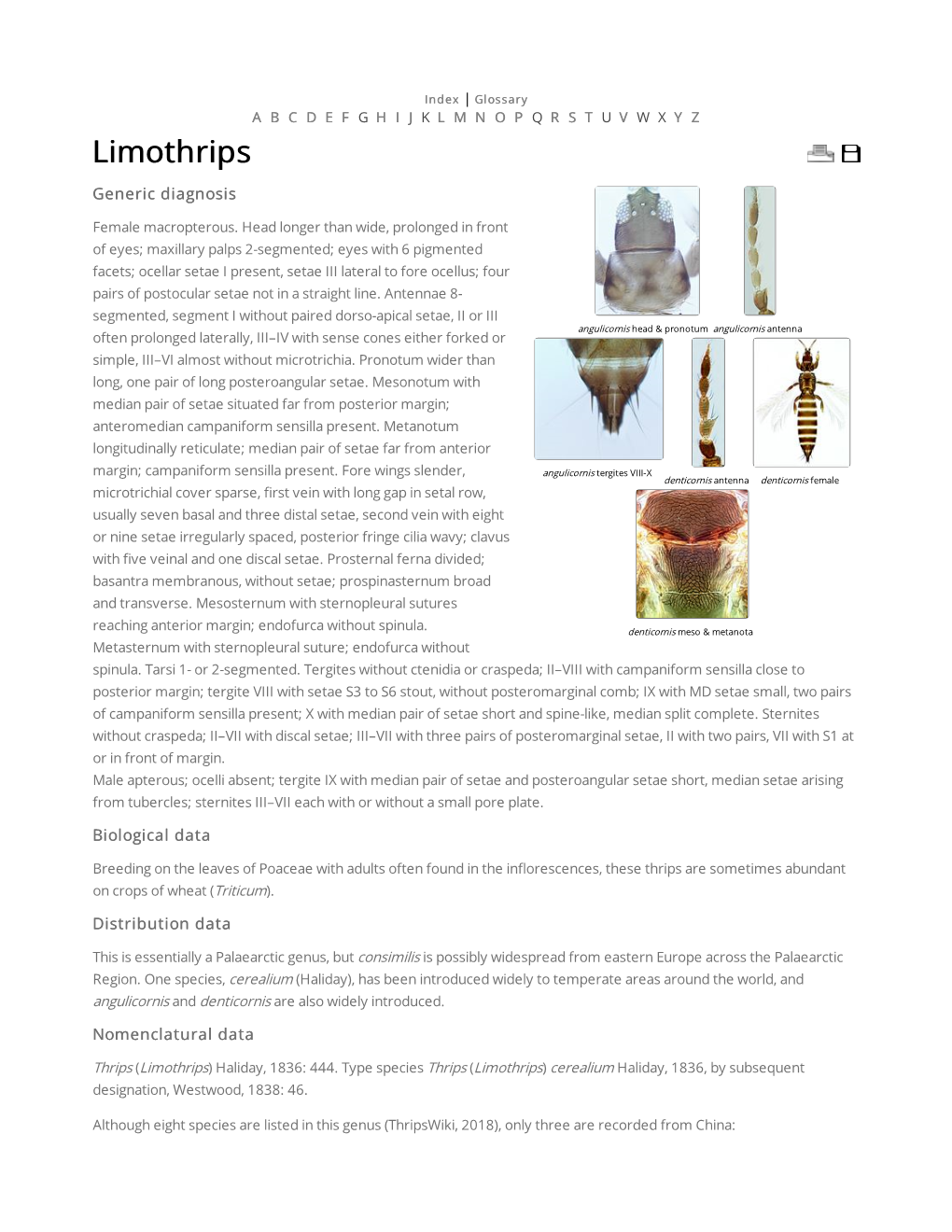 Limothrips Generic Diagnosis Female Macropterous