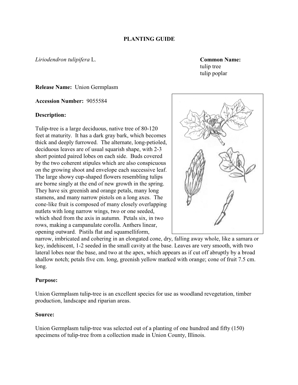 PLANTING GUIDE Liriodendron Tulipifera L. Common Name: Tulip Tree Tulip Poplar Release Name: Union Germplasm Accession Number: 9