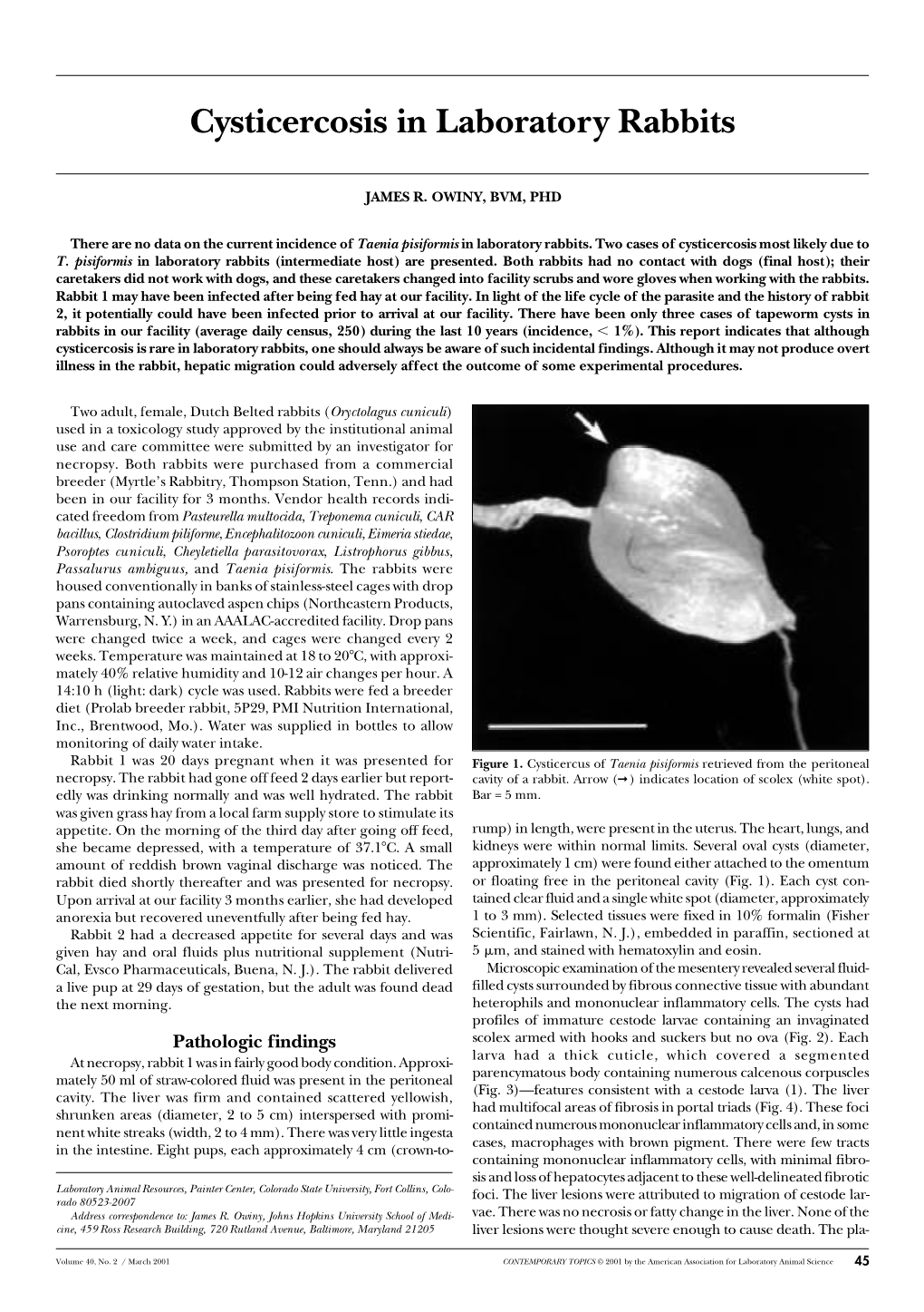 Cysticercosis in Laboratory Rabbits