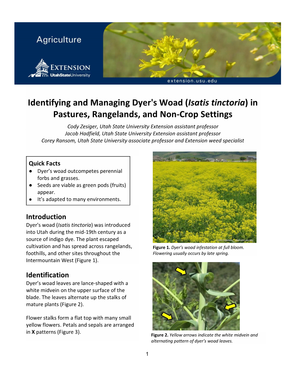 Identifying and Managing Dyer's Woad (Isatis Tinctoria) in Pastures, Rangelands, and Non-Crop Settings