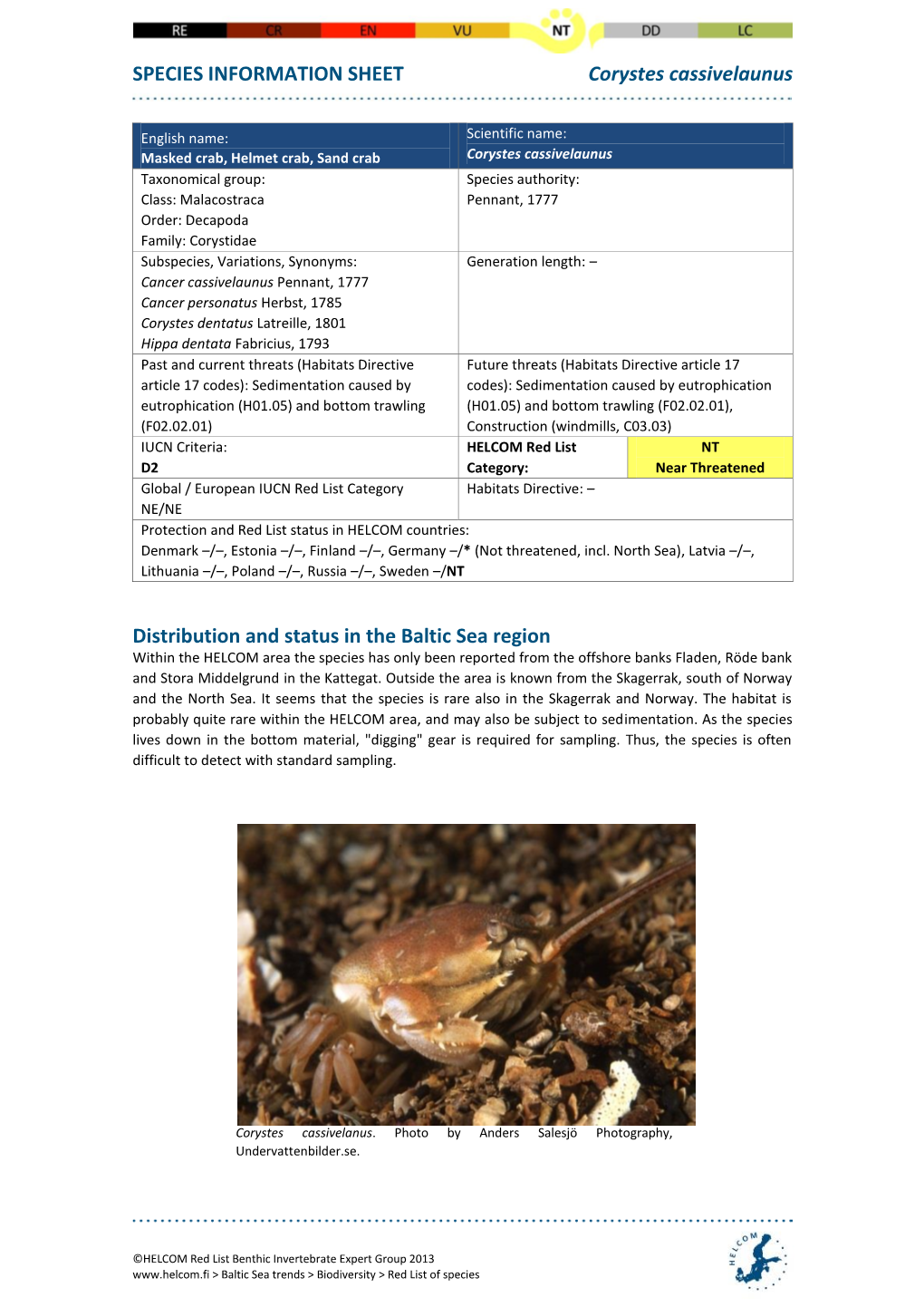 SPECIES INFORMATION SHEET Corystes Cassivelaunus