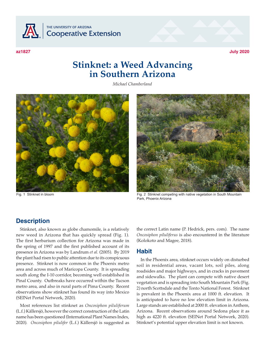Stinknet: a Weed Advancing in Southern Arizona Michael Chamberland