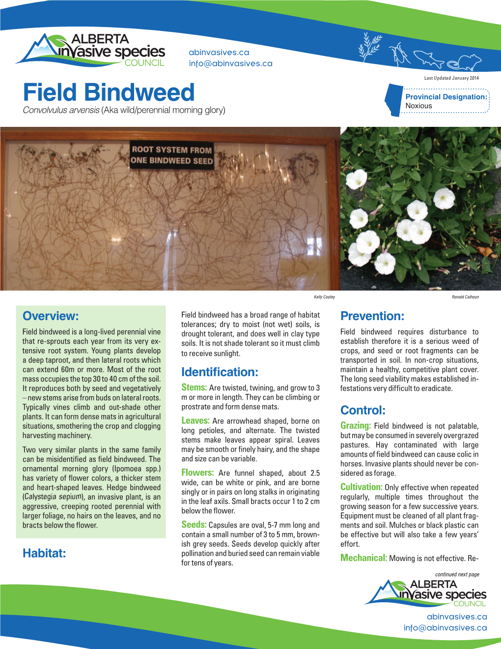 Field Bindweed