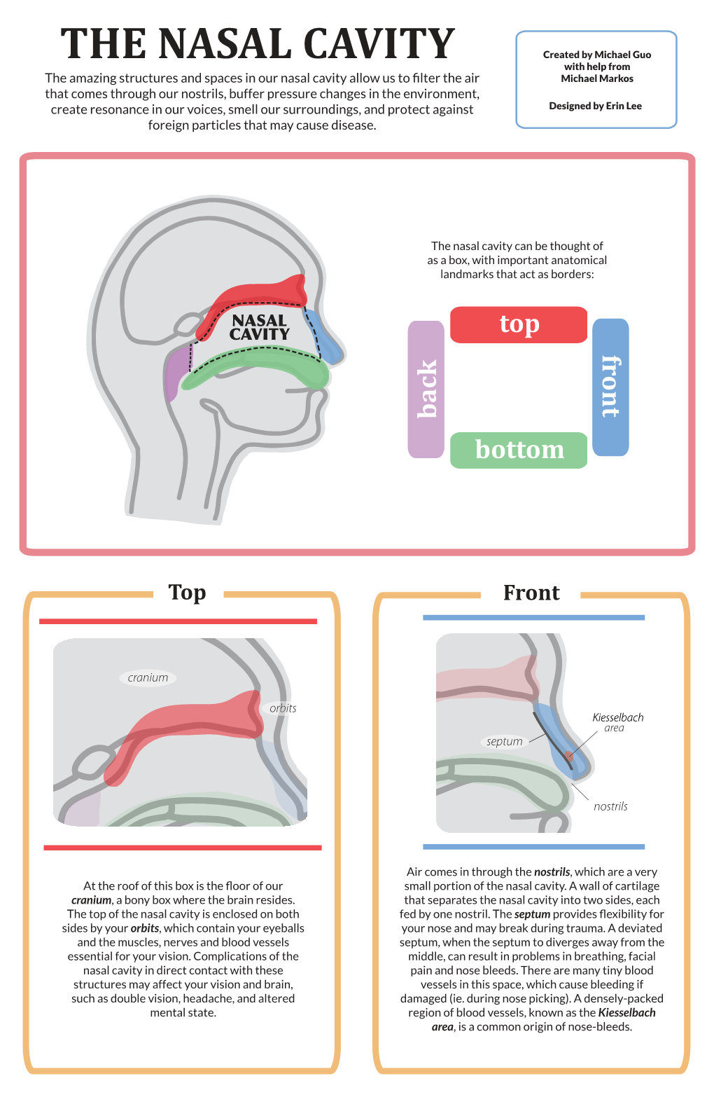 Nasal Cavity (F3)