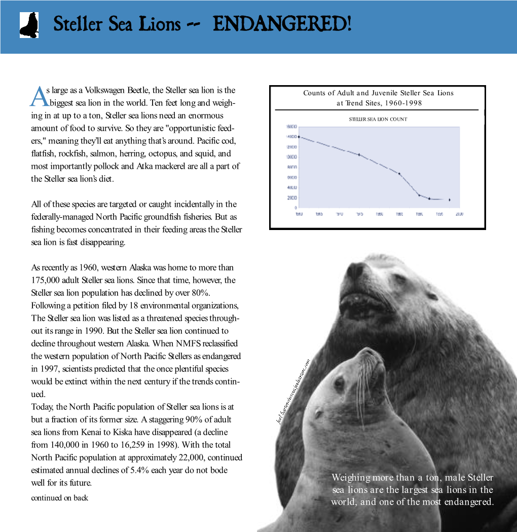 Steller Sea Lions -- ENDANGERED!