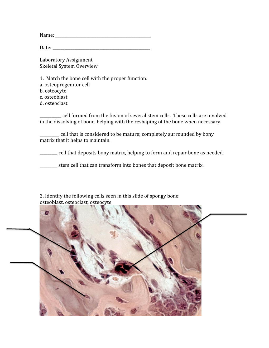 Laboratory Assignment Skeletal System Overview