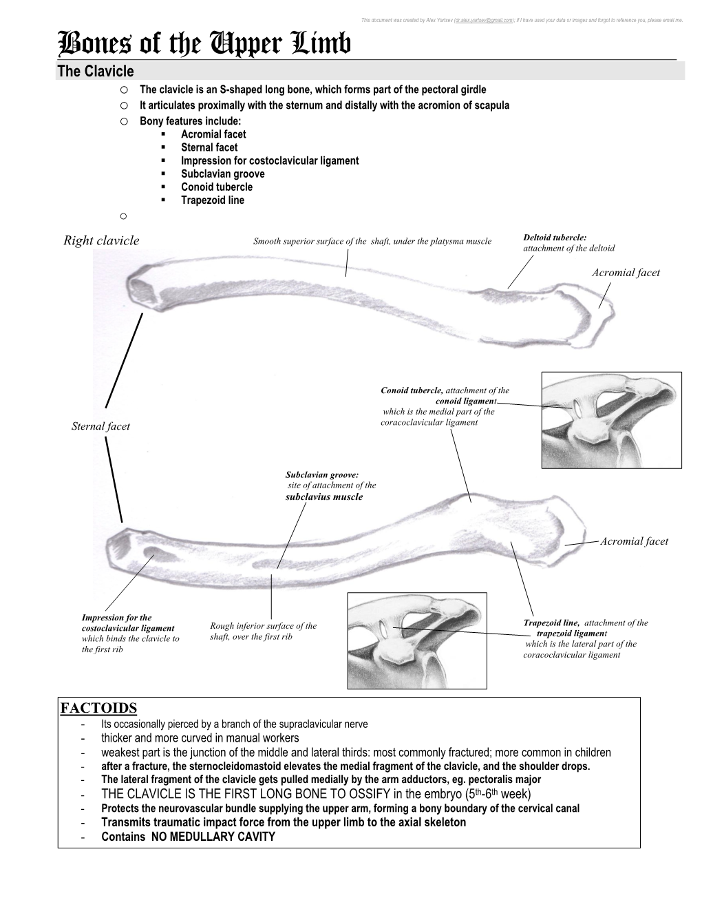 Bones of the Upper Limb