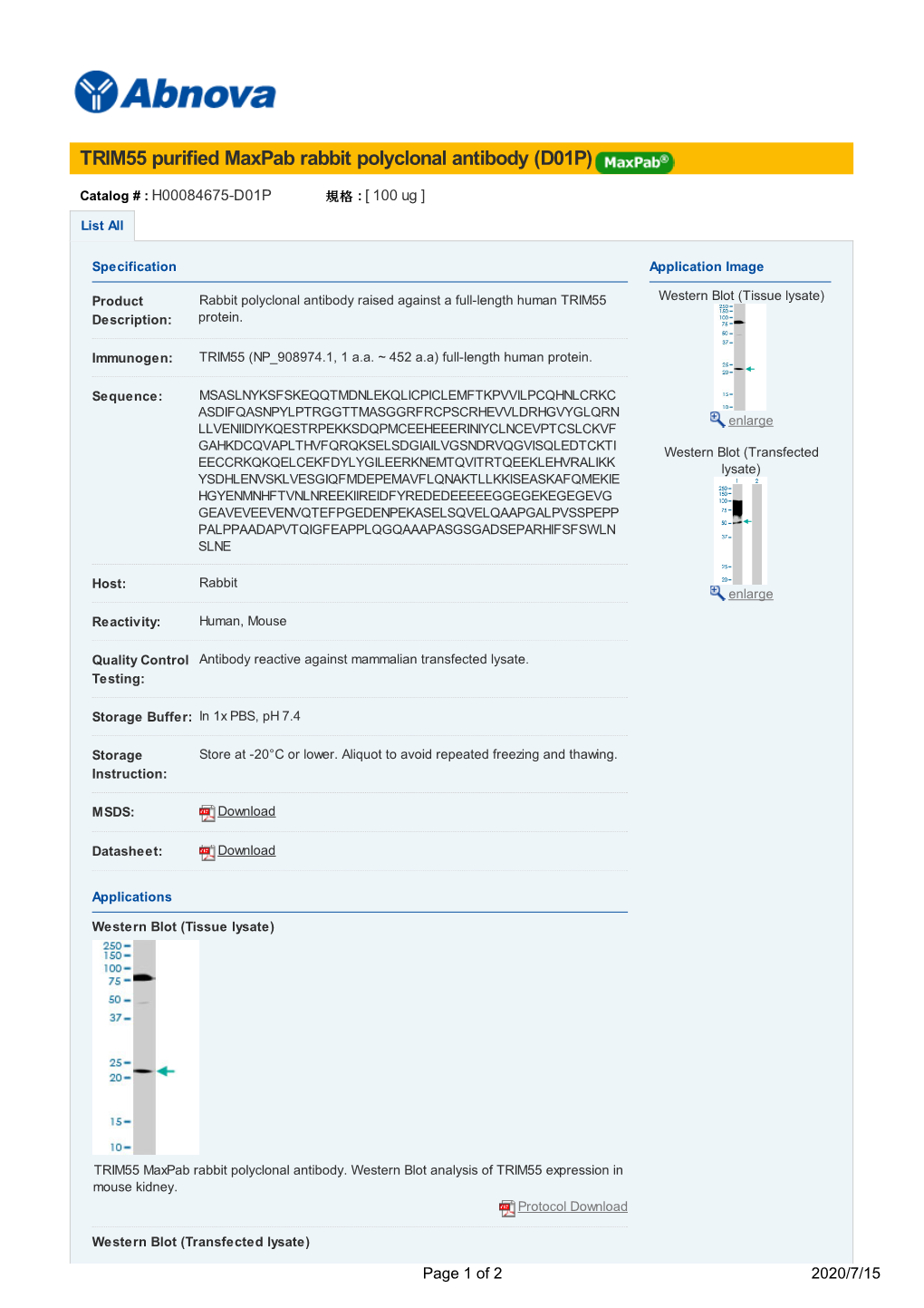 TRIM55 Purified Maxpab Rabbit Polyclonal Antibody (D01P)