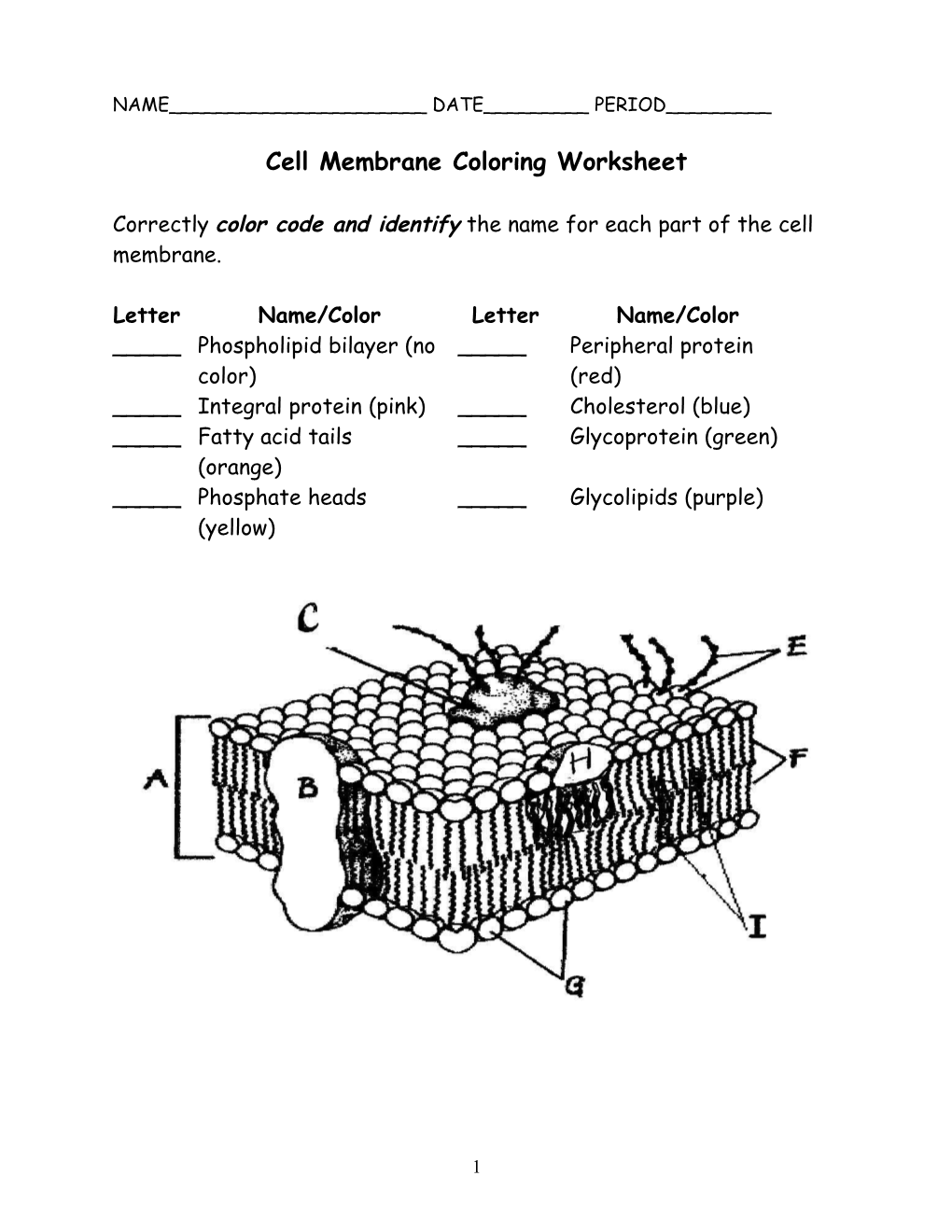 Cell Membrane Coloring Worksheet s1