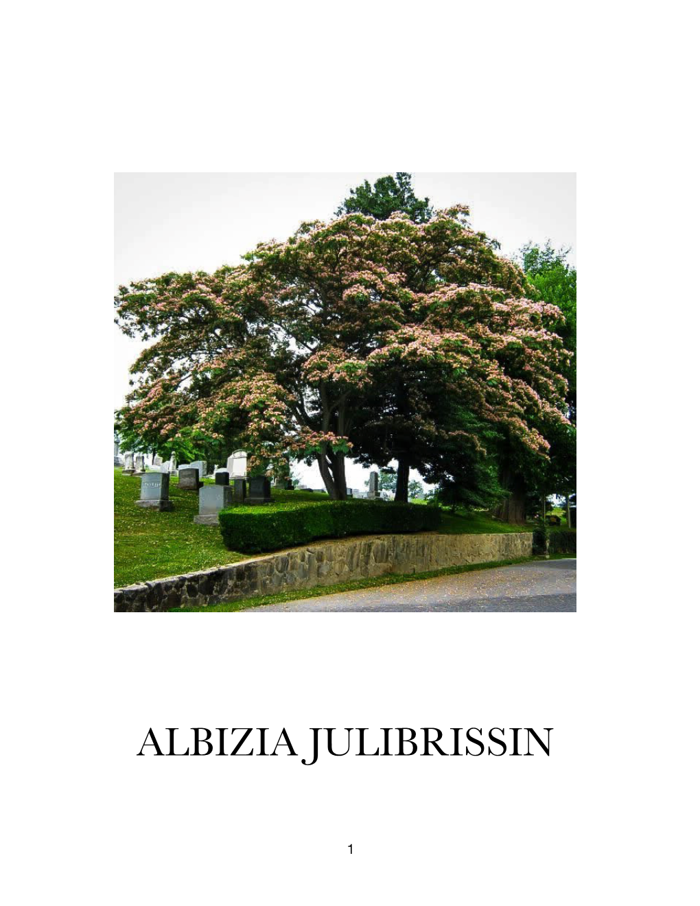 Albizia Julibrissin.Pages