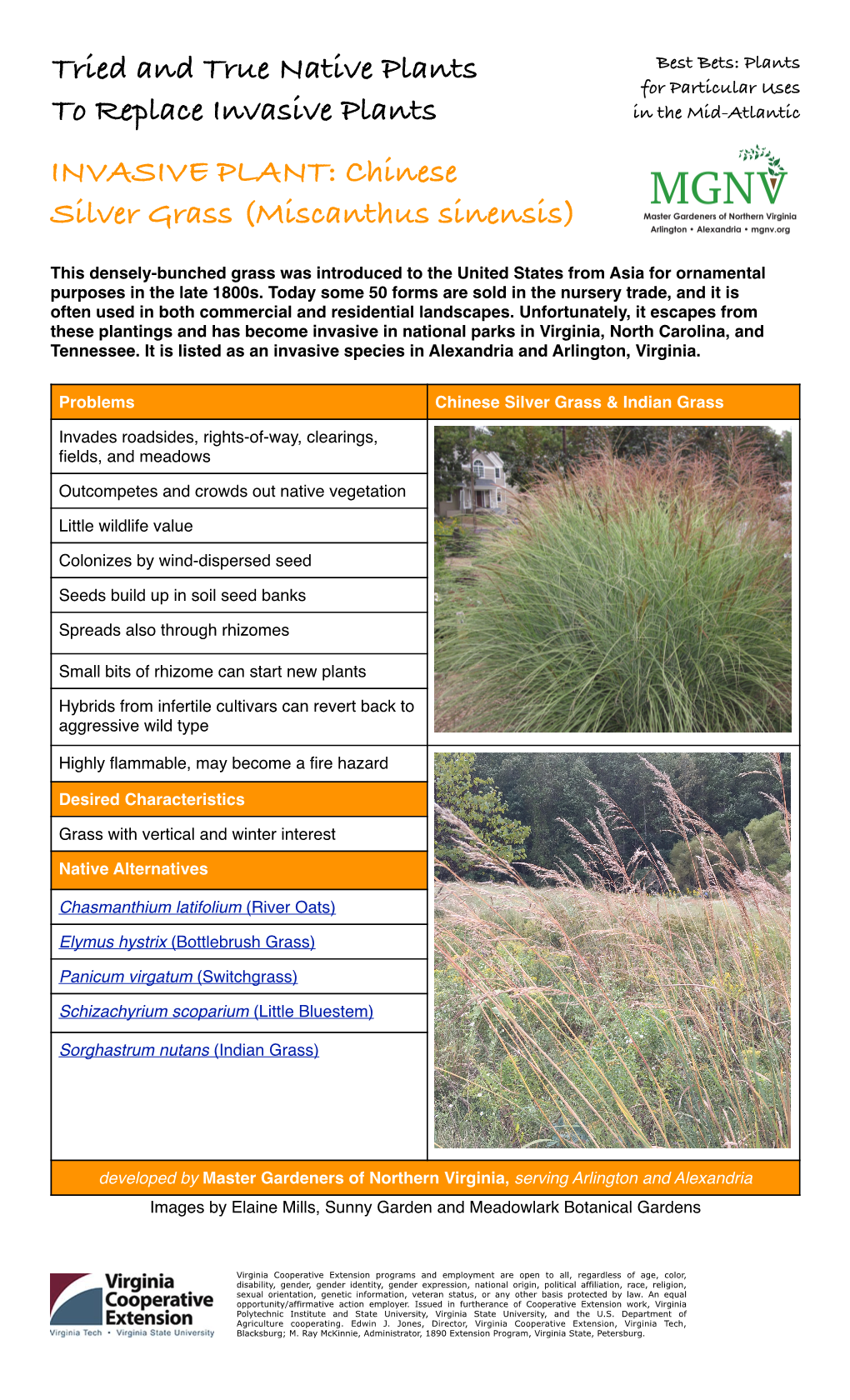 Chinese Silver Grass (Miscanthus Sinensis)