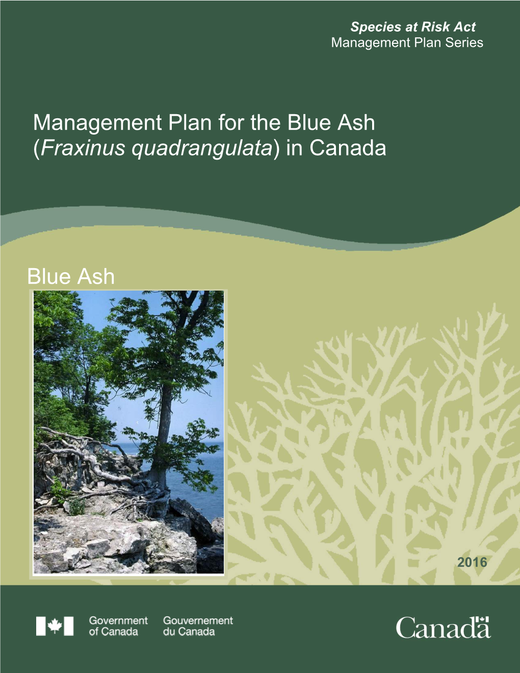 Blue Ash (Fraxinus Quadrangulata) in Canada