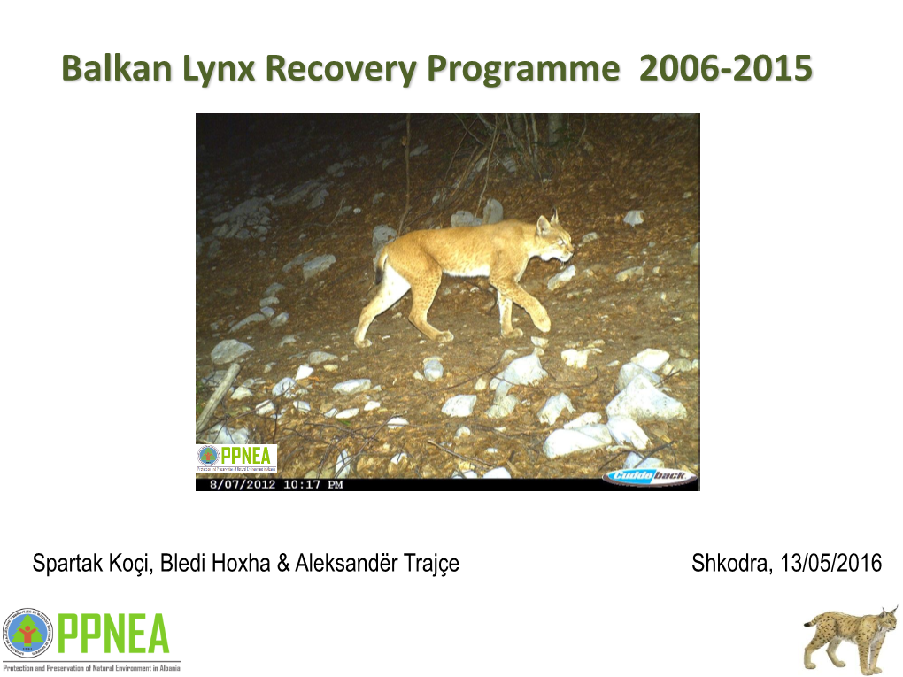 What Is Balkan Lynx? How Does It Look Like?