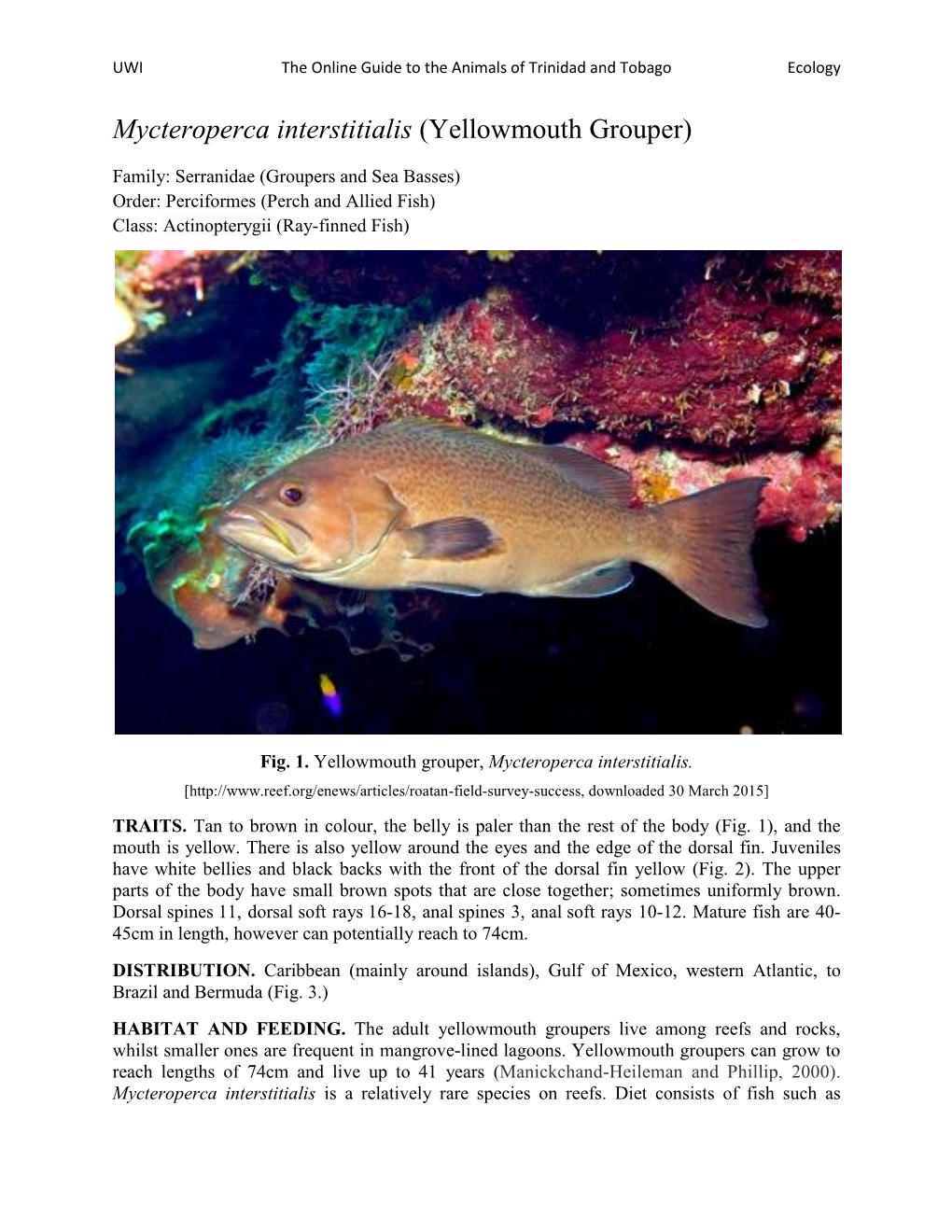 Mycteroperca Interstitialis (Yellowmouth Grouper)