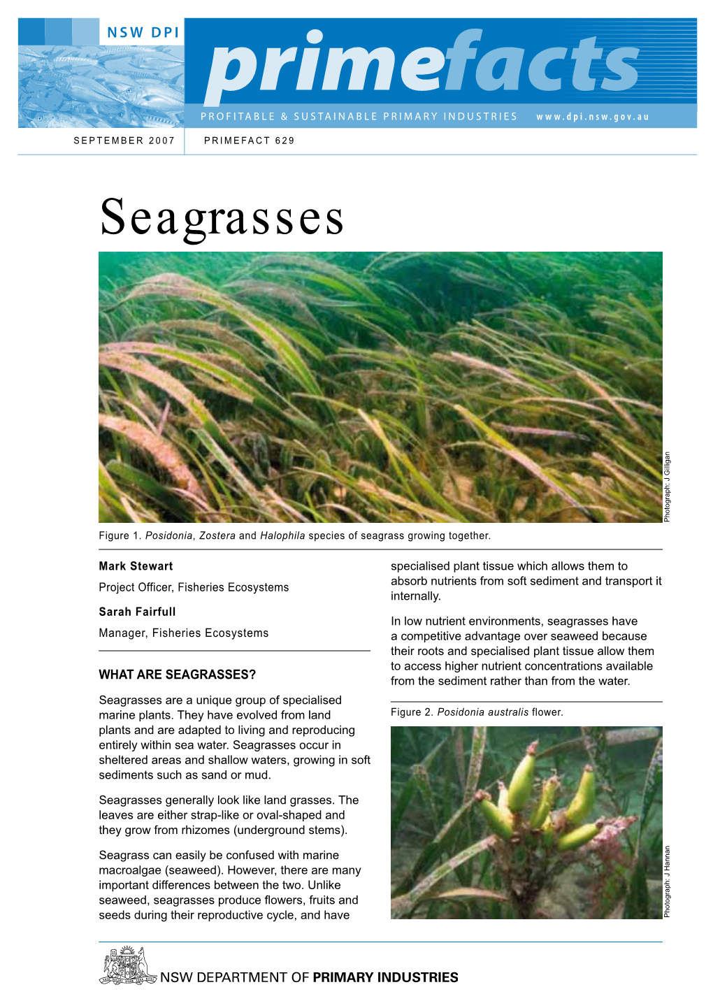 Seagrasses Photograph: J Gilligan Figure 1