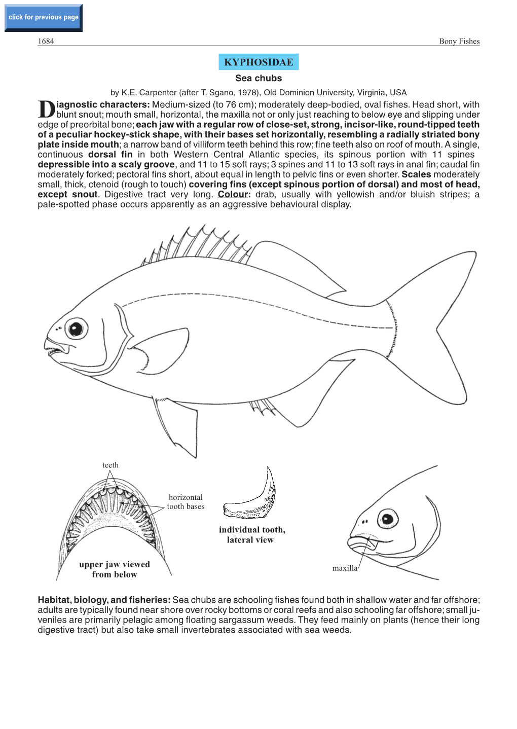 KYPHOSIDAE Sea Chubs by K.E