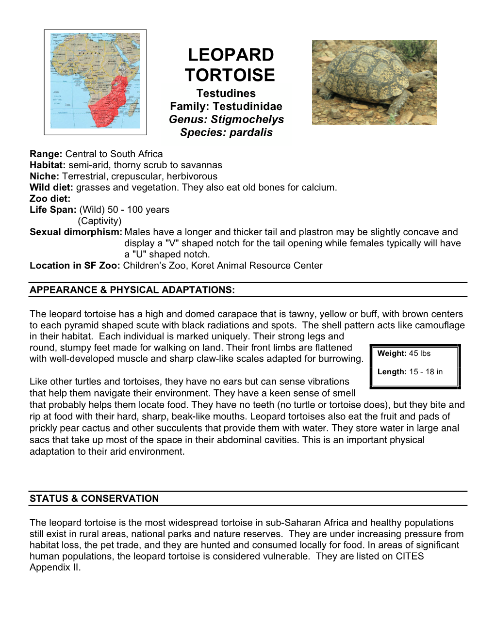 LEOPARD TORTOISE Testudines Family: Testudinidae Genus: Stigmochelys