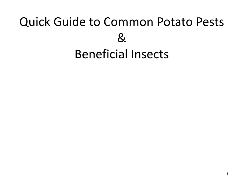 Quick Guide to Common Potato Pests & Beneficial Insects