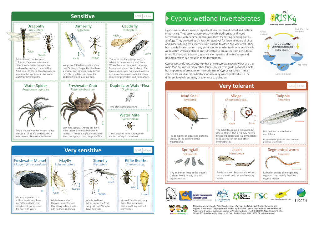 Cyprus Wetland Invertebrates