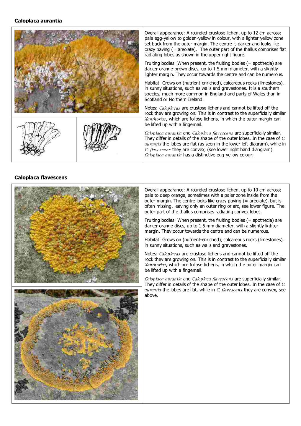 Caloplaca Aurantia Caloplaca Flavescens