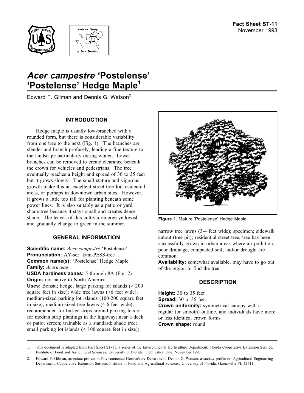 Acer Campestre ‘Postelense’ ‘Postelense’ Hedge Maple1 Edward F