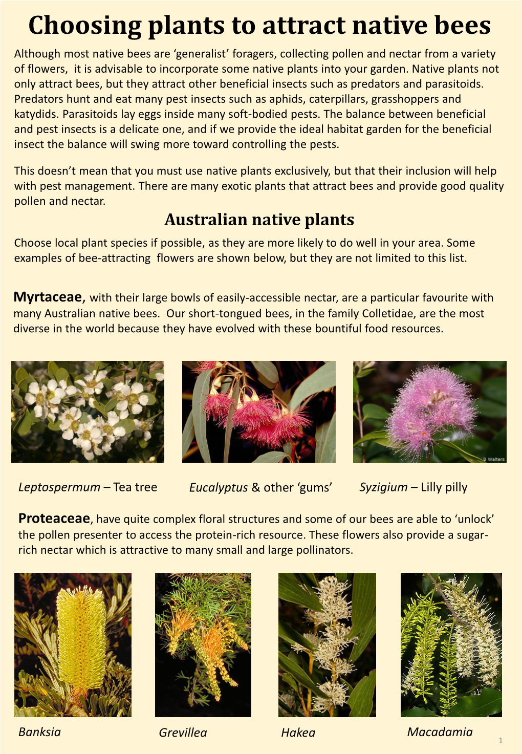 Choosing Plants to Attract Native Bees