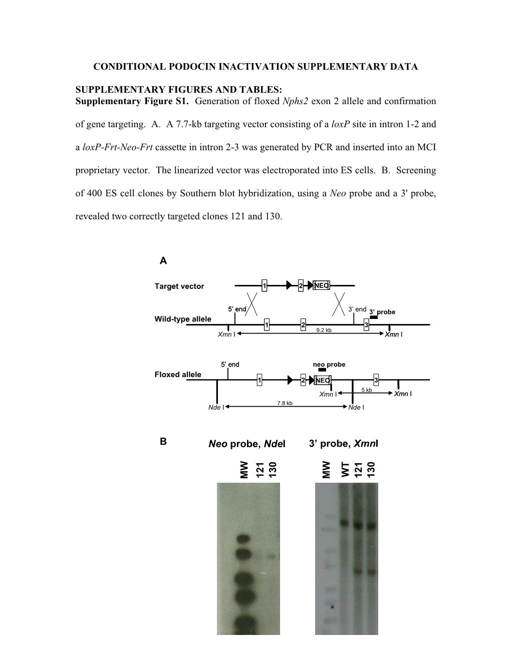 Supplementary Figure S1. Generation of Floxed Nphs2 Exon 2 Allele and Confirmation